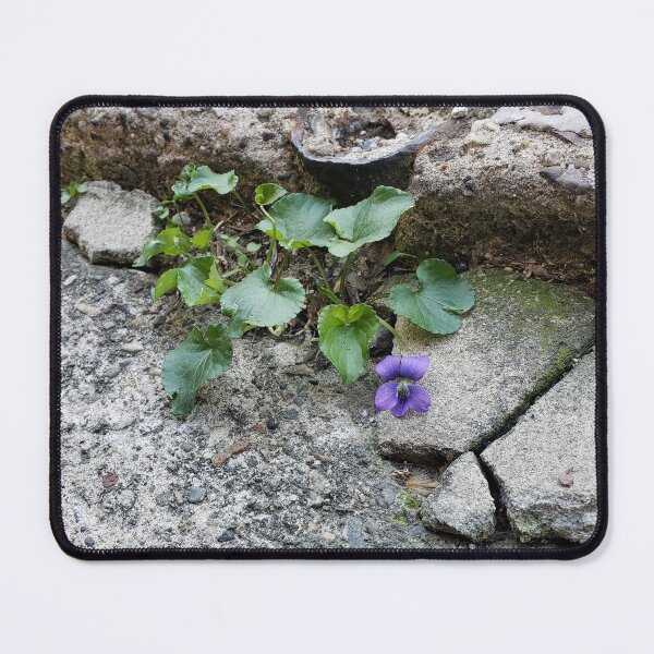 Item preview, Common Blue Violet Growing from a Broken Sidewalk designed and sold by concretebotany.