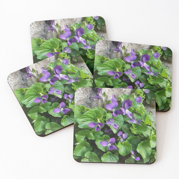 Item preview, Common Blue Violets Growing from a Pavement Crack designed and sold by concretebotany.