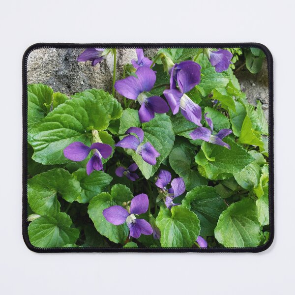 Item preview, Common Blue Violets Growing from a Pavement Crack designed and sold by concretebotany.