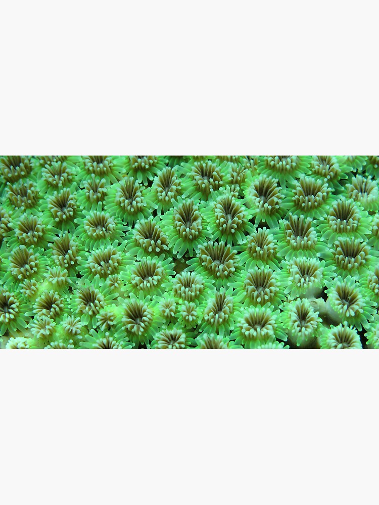 Green Galaxy by neoniphon