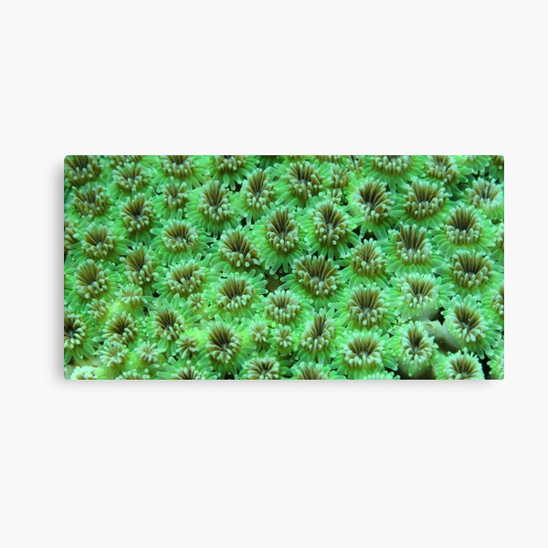 Green Galaxy Canvas Print