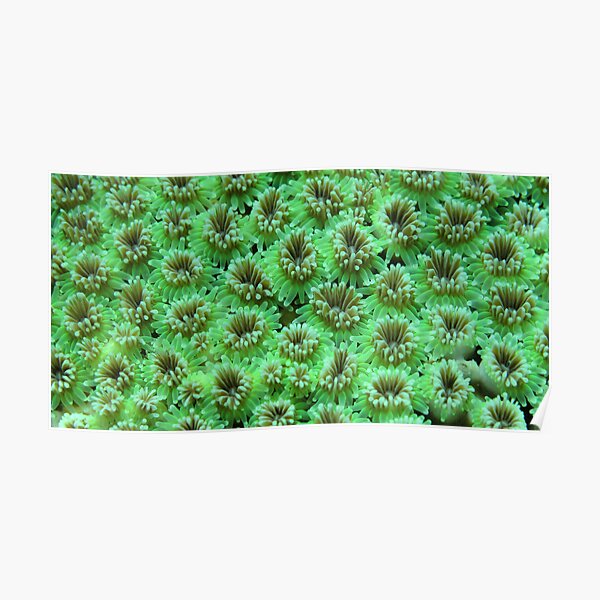 Green Galaxy Poster