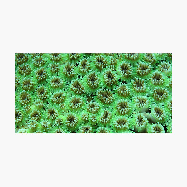 Green Galaxy Photographic Print