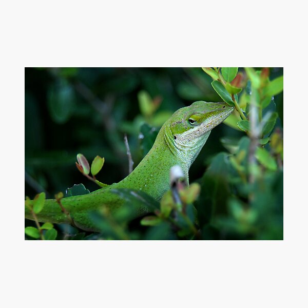 Anole Photographic Print