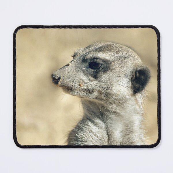 Aperçu de l'œuvre Portrait de suricate, art animalier africain créée et vendue par Vac1.