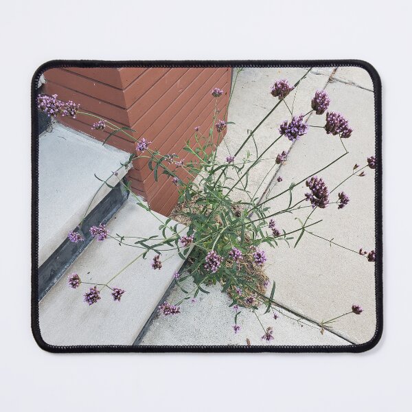 Item preview, Pavementplant Purpletop Vervain 1 designed and sold by concretebotany.