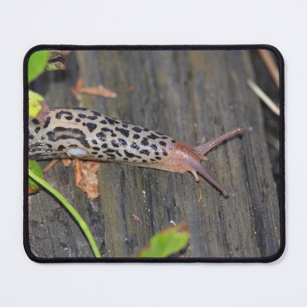 Item preview, Leopard Slug on Weathered Wood designed and sold by DansCreations42.