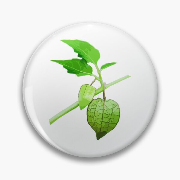 Item preview, Green Physalis angulata fruits. designed and sold by MiMee4451.