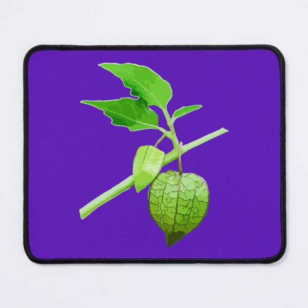 Item preview, Green Physalis angulata fruits. designed and sold by MiMee4451.