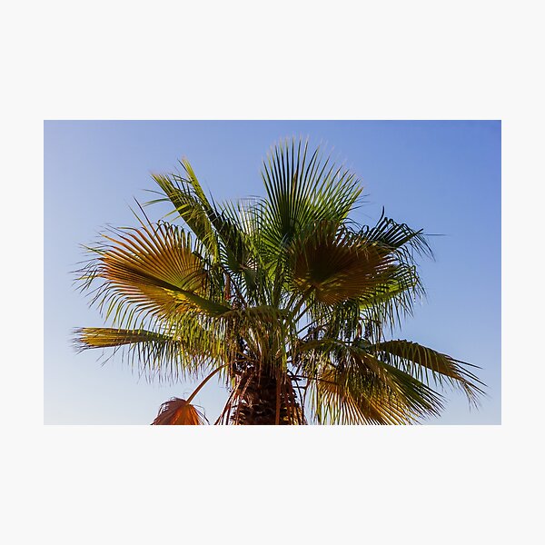 Item preview, Palm Tree Under Clear Blue Sky With Bright Green Fronds and Sunny Light designed and sold by Nmallia.