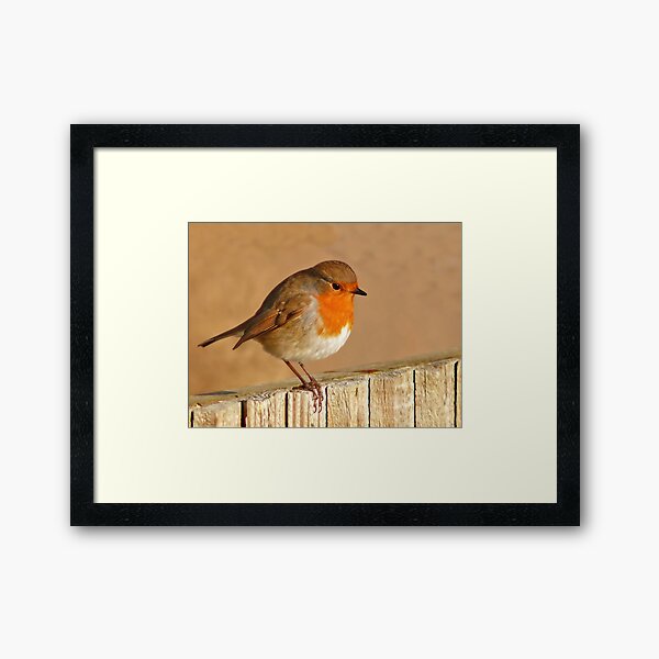 English Robin Framed Art Print