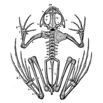 Artwork thumbnail, Skeleton Frog by upopot