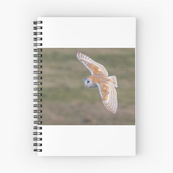 Item preview, A Barn Owl in flight designed and sold by deeve0.