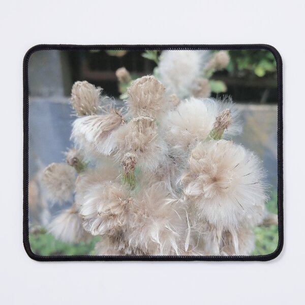 Item preview, White Fluffy Wildflower Close Up designed and sold by PhuongVoArt.