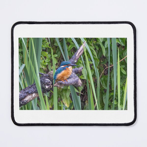 Item preview, Kingfisher designed and sold by deeve0.