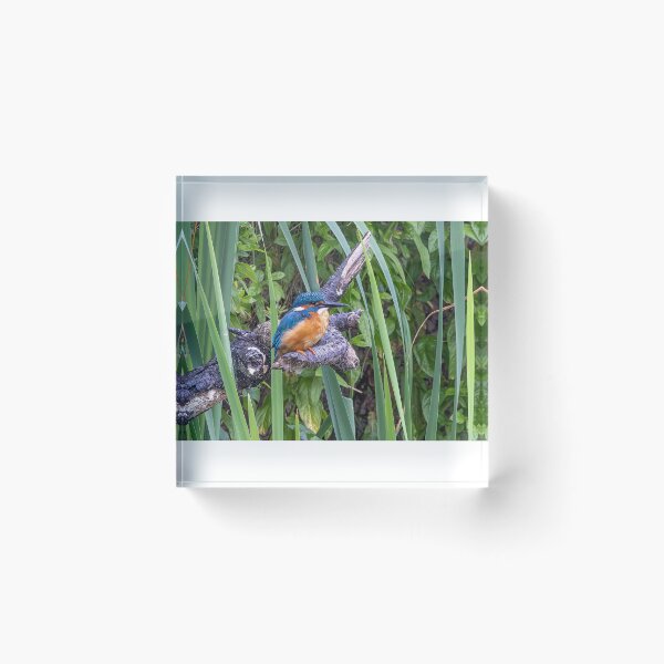Item preview, Kingfisher  designed and sold by deeve0.