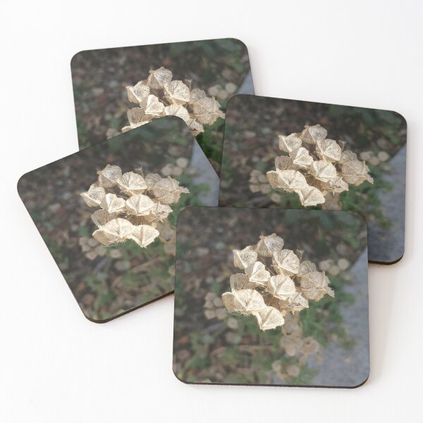 Item preview, Dried White Flower Texture designed and sold by PhuongVoArt.