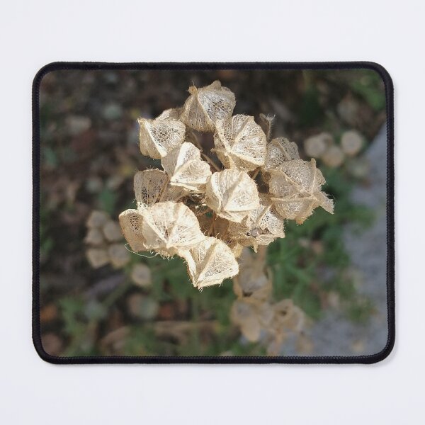 Item preview, Dried White Flower Texture designed and sold by PhuongVoArt.