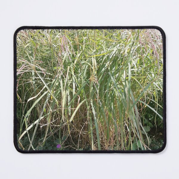 Item preview, Tall Ornamental Grass in Garden designed and sold by PhuongVoArt.