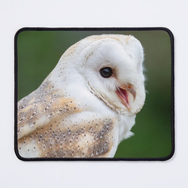 Item preview, Photo of a Barn Owl (Tyto alba). designed and sold by Vine Photographic.
