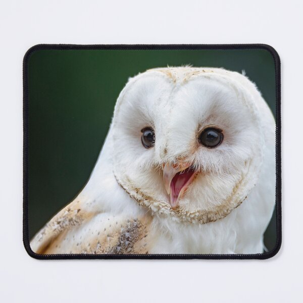 Item preview, Photo of a Barn Owl (Tyto alba). designed and sold by Vine Photographic.