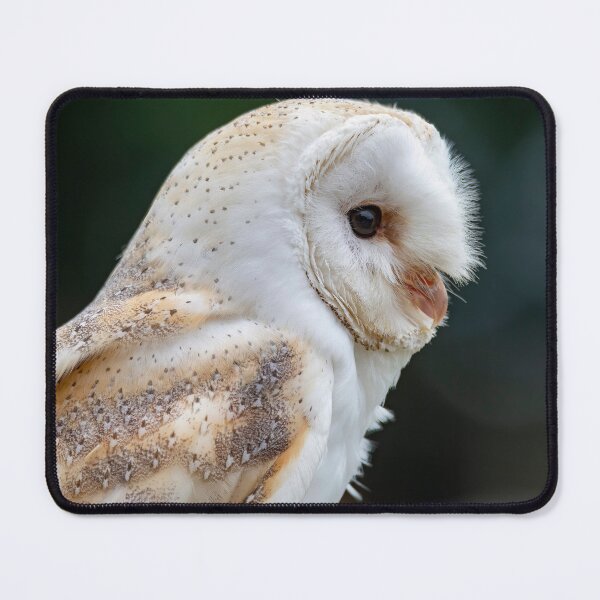 Item preview, Photo of a Barn Owl (Tyto alba). designed and sold by Vine Photographic.