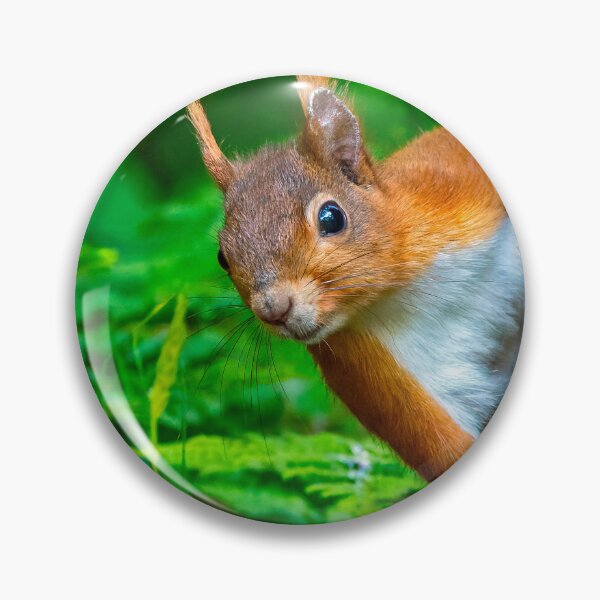 Item preview, Red Squirrel at Anglesea North Wales UK designed and sold by deeve0.