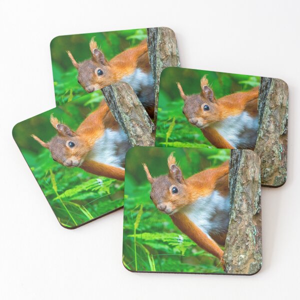 Item preview, Red Squirrel at Anglesea North Wales UK designed and sold by deeve0.