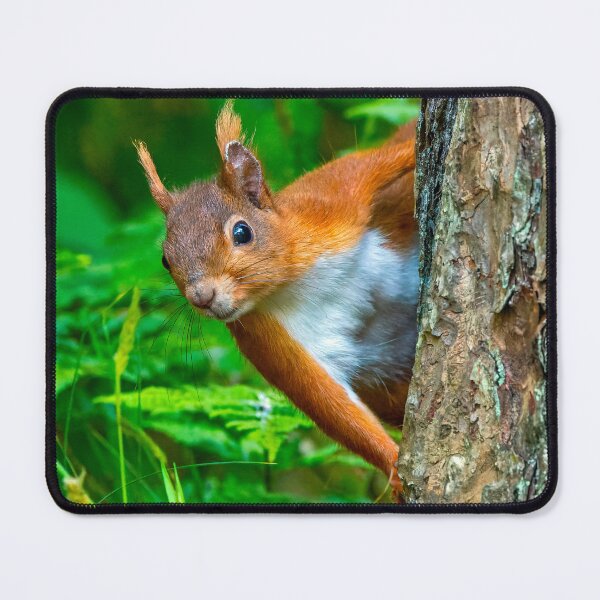 Item preview, Red Squirrel at Anglesea North Wales UK designed and sold by deeve0.