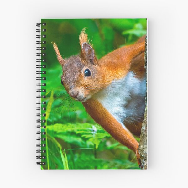 Item preview, Red Squirrel at Anglesea North Wales UK designed and sold by deeve0.