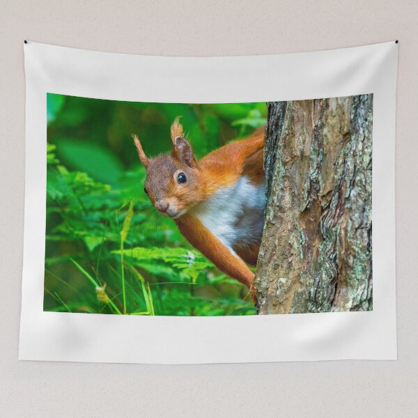 Item preview, Red Squirrel at Anglesea North Wales UK designed and sold by deeve0.