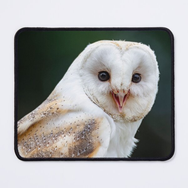 Item preview, Photo of a Barn Owl (Tyto alba). designed and sold by Vine Photographic.