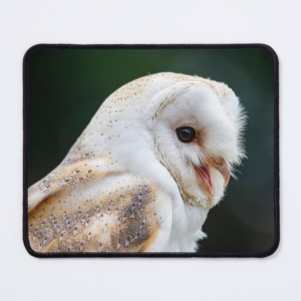 Item preview, Photo of a Barn Owl (Tyto alba). designed and sold by Vine Photographic.