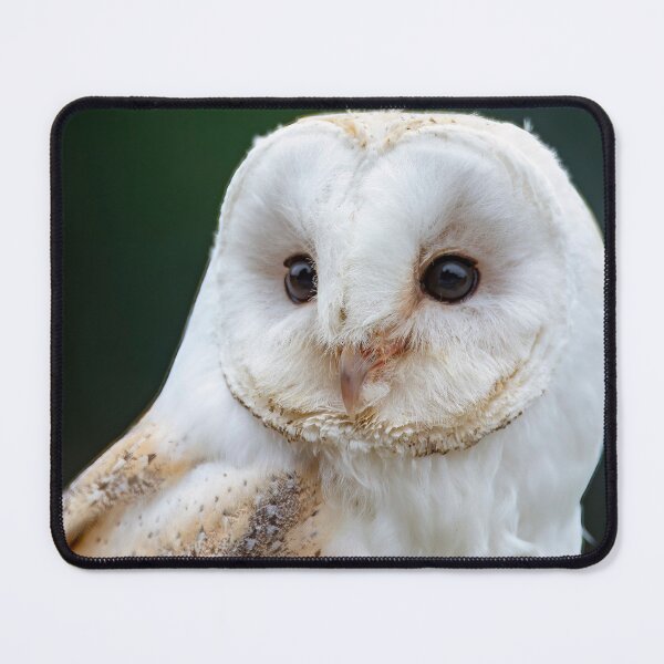 Item preview, Photo of a Barn Owl (Tyto alba). designed and sold by Vine Photographic.