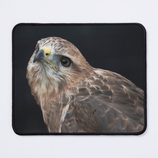 Item preview, Photo of a Common Buzzard (Buteo buteo). designed and sold by Vine Photographic.