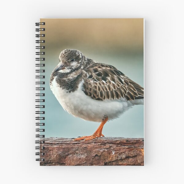 Item preview, Ruddy Turnstone designed and sold by Tom McPherson Photography.