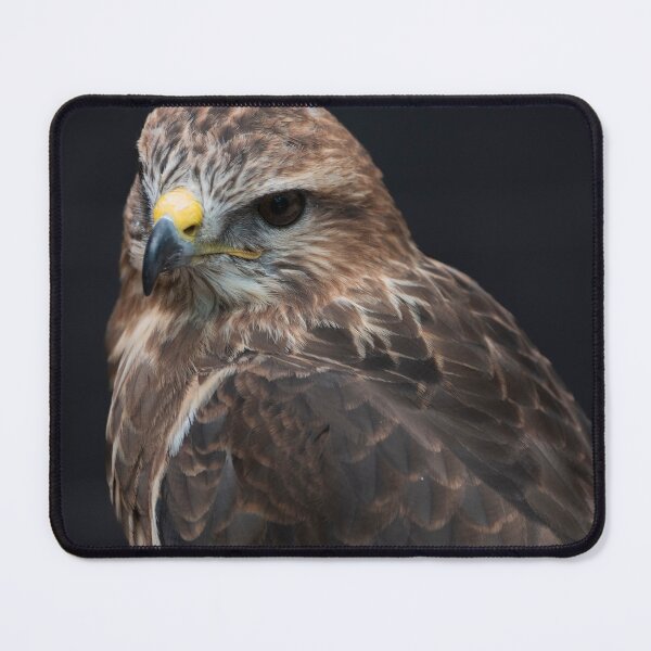 Item preview, Photo of a Common Buzzard (Buteo buteo). designed and sold by Vine Photographic.