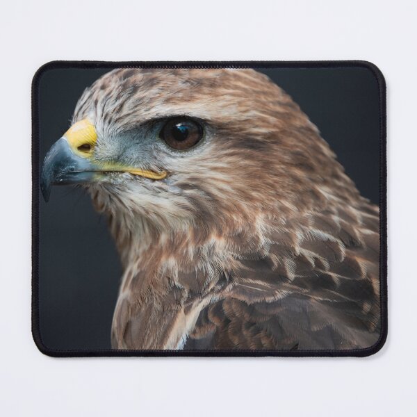 Item preview, Photo of a Common Buzzard (Buteo buteo). designed and sold by Vine Photographic.
