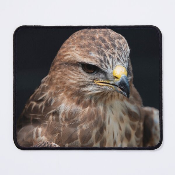 Item preview, Photo of a Common Buzzard (Buteo buteo). designed and sold by Vine Photographic.