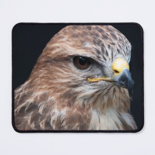 Item preview, Photo of a Common Buzzard (Buteo buteo). designed and sold by Vine Photographic.