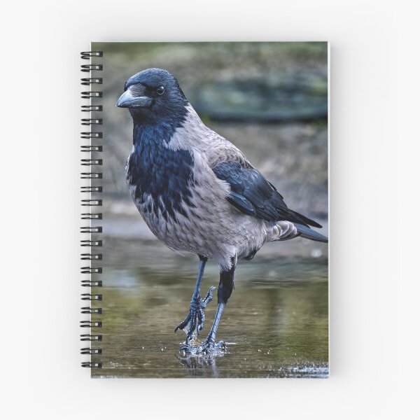 Item preview, Hooded Crow designed and sold by Tom McPherson Photography.