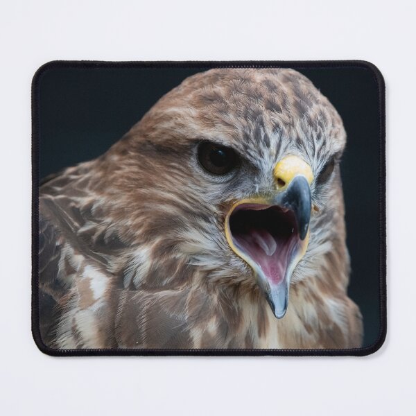 Item preview, Photo of a Common Buzzard (Buteo buteo). designed and sold by Vine Photographic.