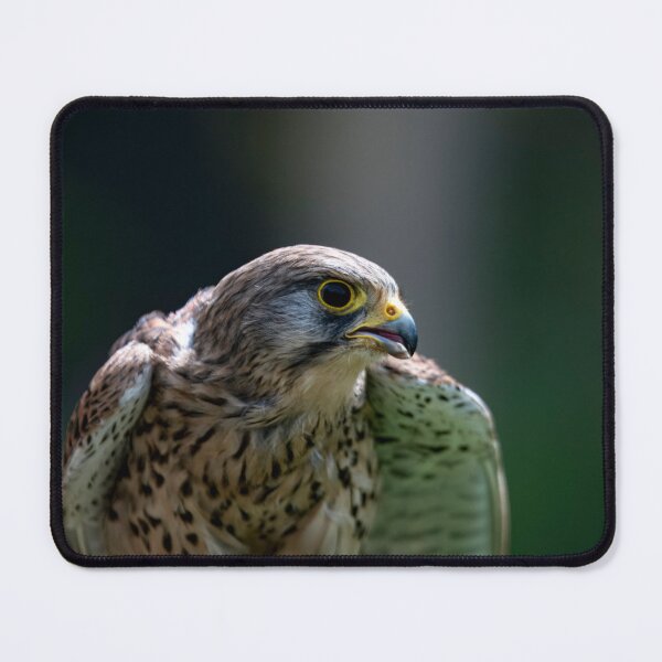 Item preview, Photo of a The Common Kestrel (Falco tinnunculus). designed and sold by Vine Photographic.