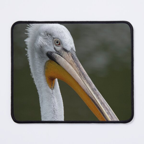 Item preview, Photo of a Dalmatian Pelican (Pelecanus crispus). designed and sold by Vine Photographic.