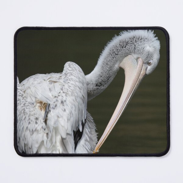 Item preview, Photo of a Dalmatian Pelican (Pelecanus crispus). designed and sold by Vine Photographic.