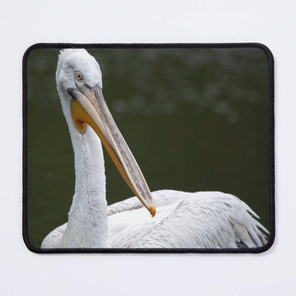 Item preview, Photo of a Dalmatian Pelican (Pelecanus crispus). designed and sold by Vine Photographic.