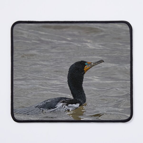 Item preview, Photo of a Double-Crested Cormorant (Nannopterum auritum) designed and sold by Vine Photographic.