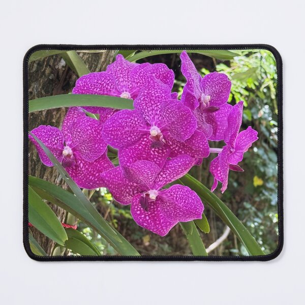 Item preview, Hot Pink in the Dominican Republic designed and sold by Mary Ann Battle.