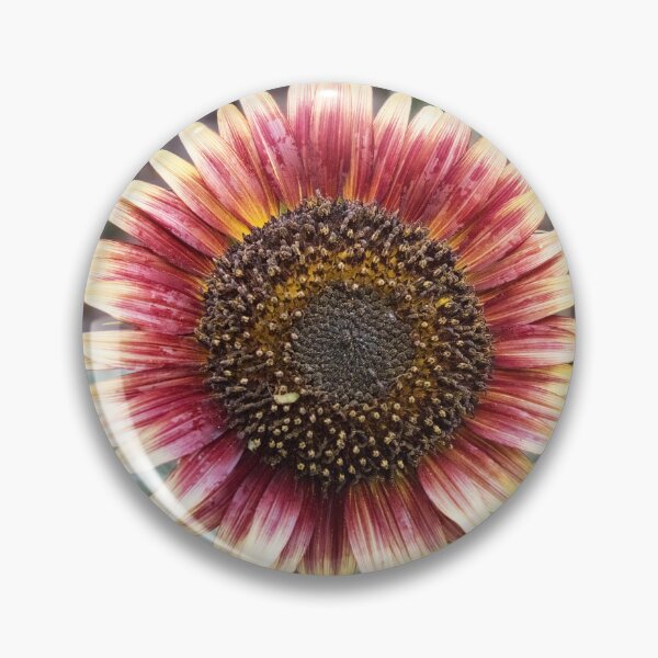 Item preview, close up bicolour sunflower designed and sold by alan tunnicliffe.