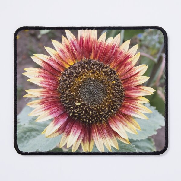 Item preview, close up bicolour sunflower designed and sold by alan tunnicliffe.